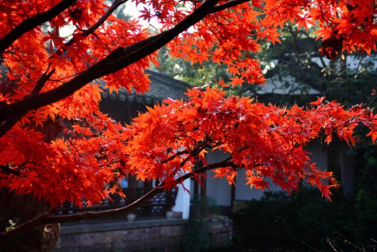 苏州天平山枫叶什么时候红-图1