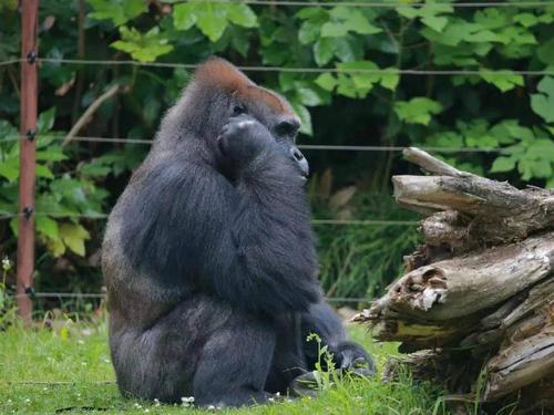 上海动物园的新生猩猩叫什么-图3