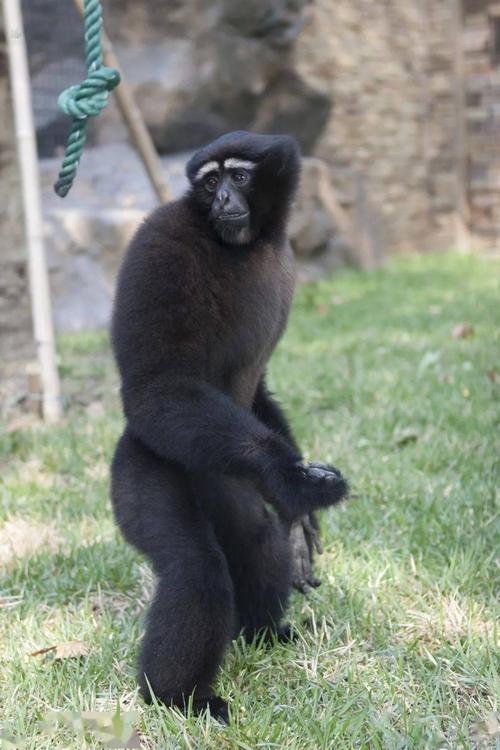 上海动物园的新生猩猩叫什么-图2