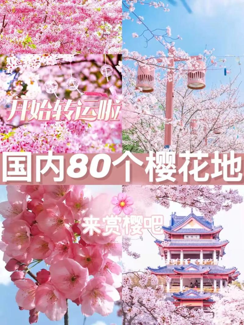 国内哪里的樱花出名-图2