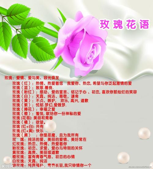 19朵玫瑰花的花语是什么-图3