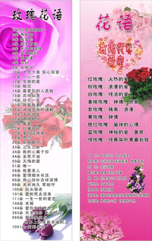 24朵玫瑰花代表什么意思-图3