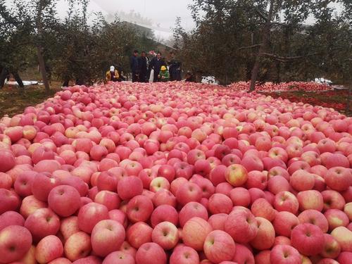 北京苹果园是干什么的-图2