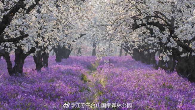 宿迁项王故里学生门票-图1