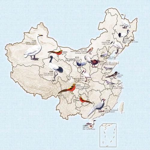 鸟什么地图-图1