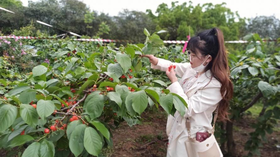 10月绵阳哪里采摘-图3