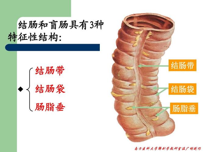 什么叫游肠-图2