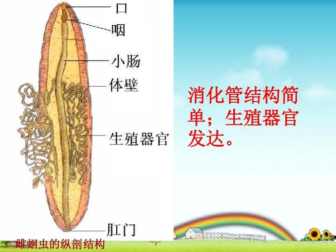 什么叫游肠-图1