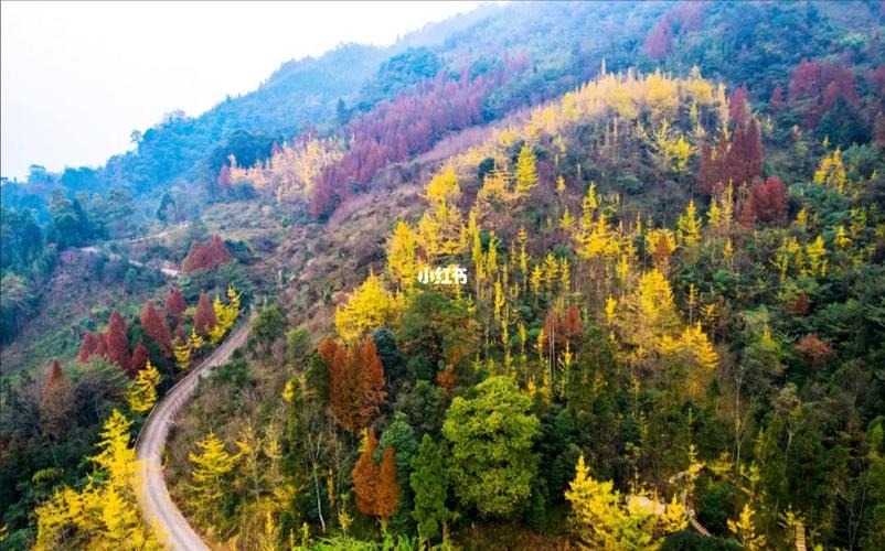 崇州鸡冠山要门票吗-图2