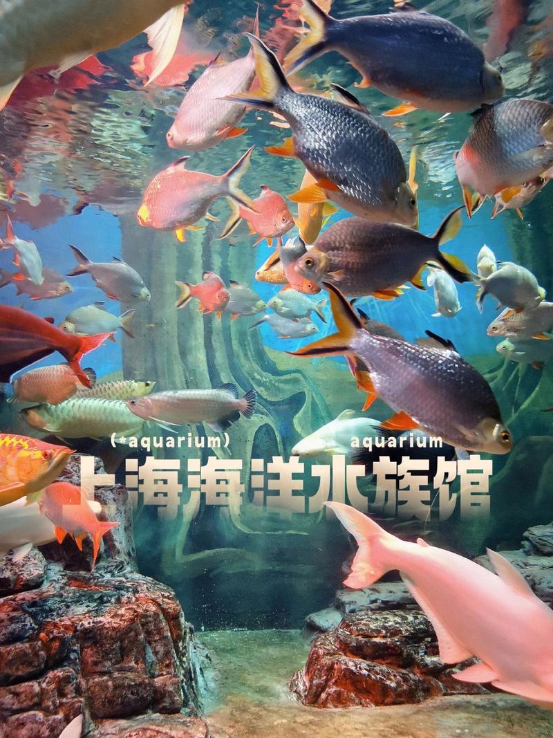 上海长丰水族馆门票-图2
