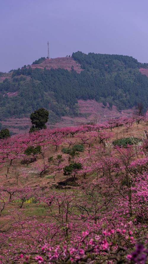 龙泉哪里可以看桃花-图1