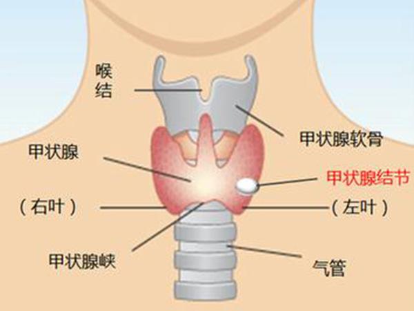 甲泉腺是什么-图1