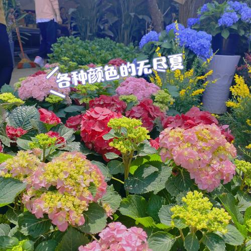 贵阳花草市场在哪里-图2