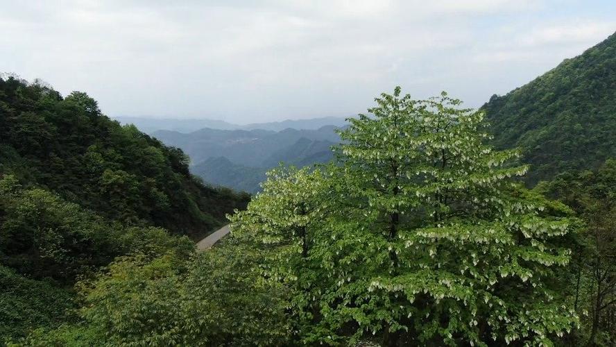 筠连大雪山风景区门票-图2