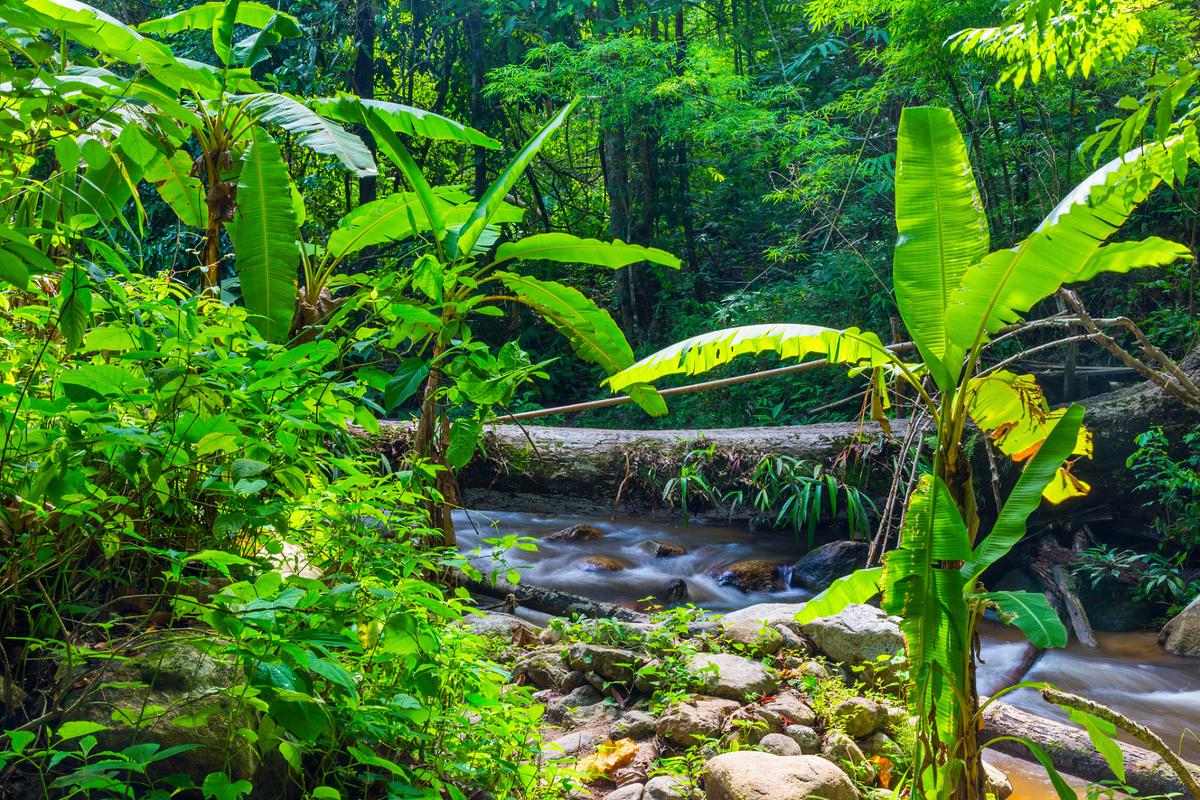 瑞丽热带亚热带雨林风景区-图1