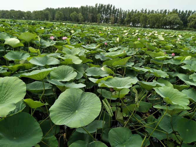 新民小西湖风景区-图2