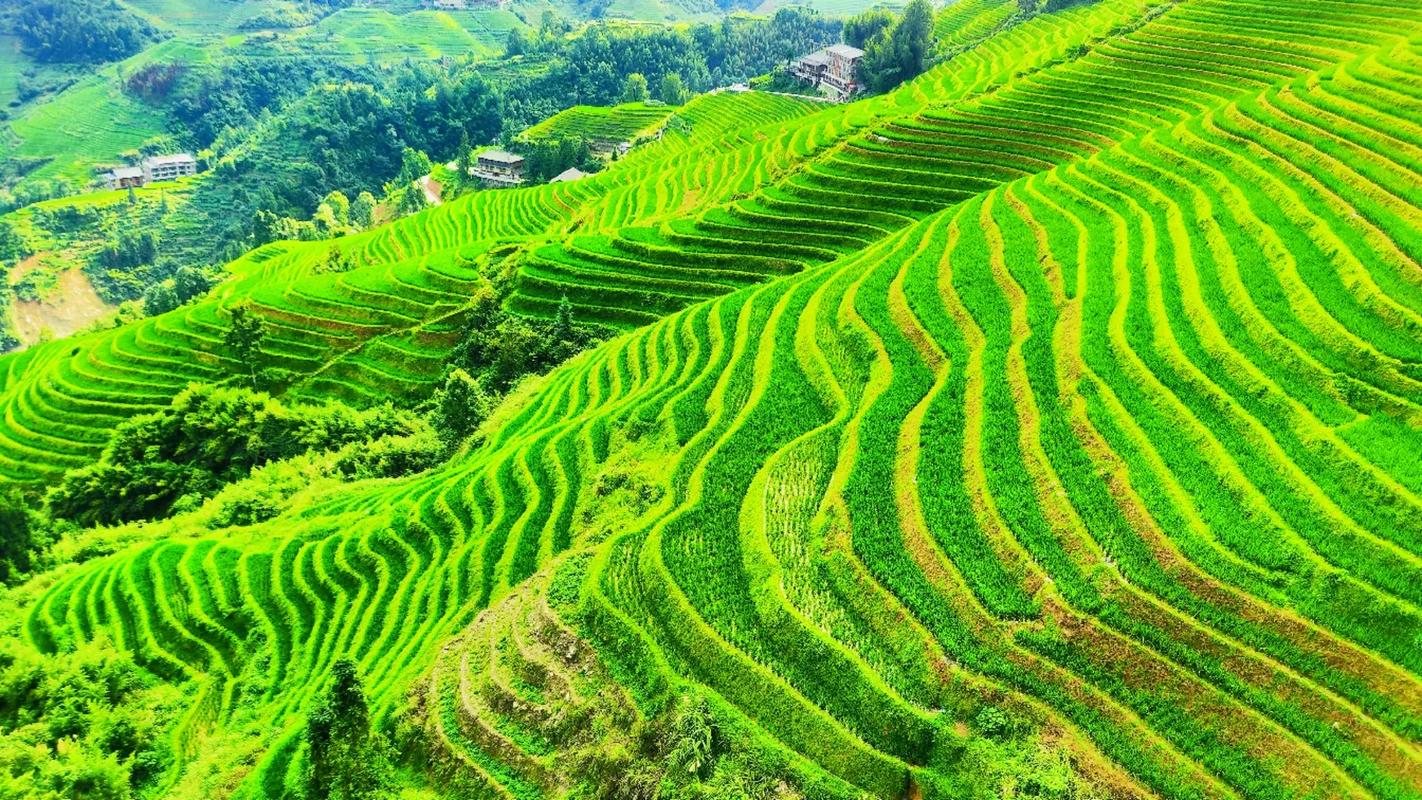 龙胜梯田风景区-图1