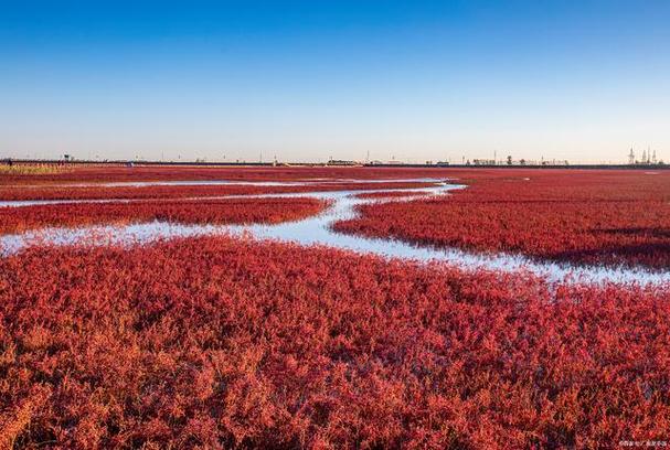 红海滩风景区景点-图2