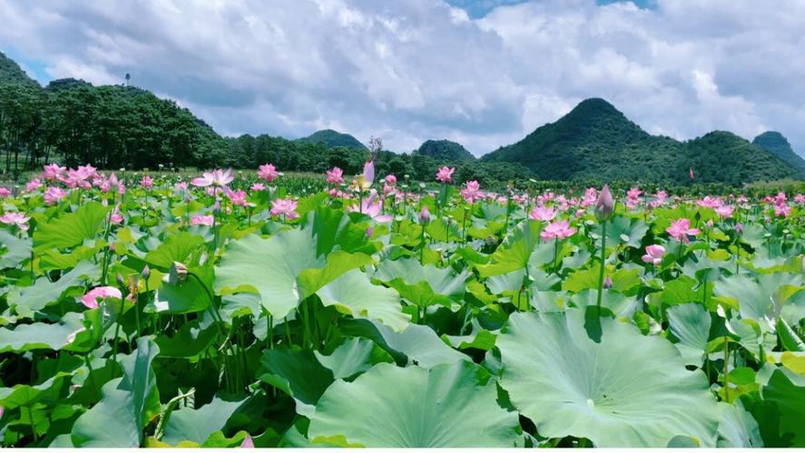 普者黑风景区为哪里-图2