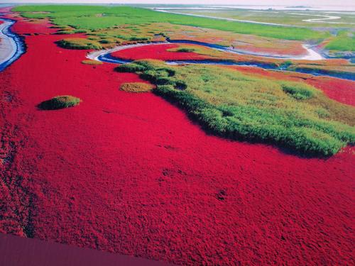 秦皇岛红海滩风景区-图1