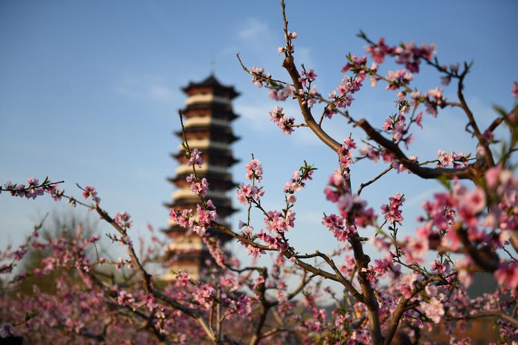 青州桃花谷风景区-图1