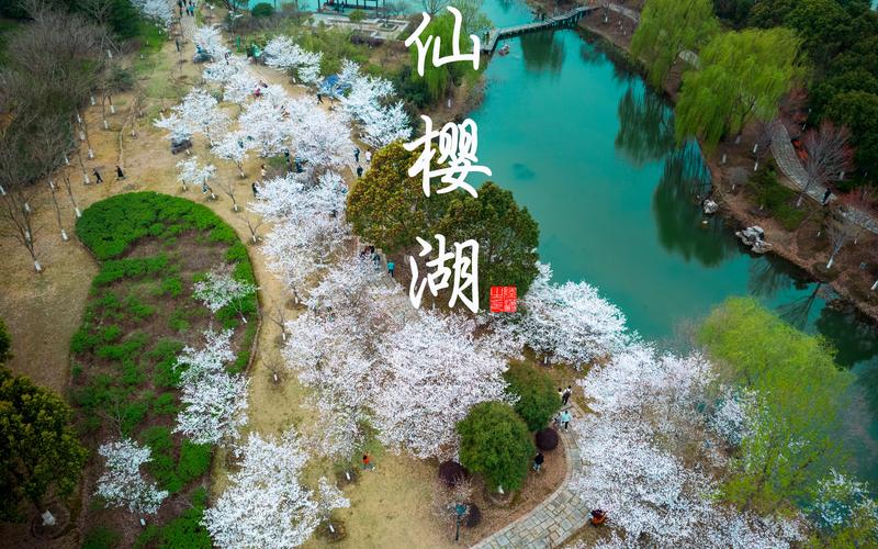 仙海湖风景区樱花-图1