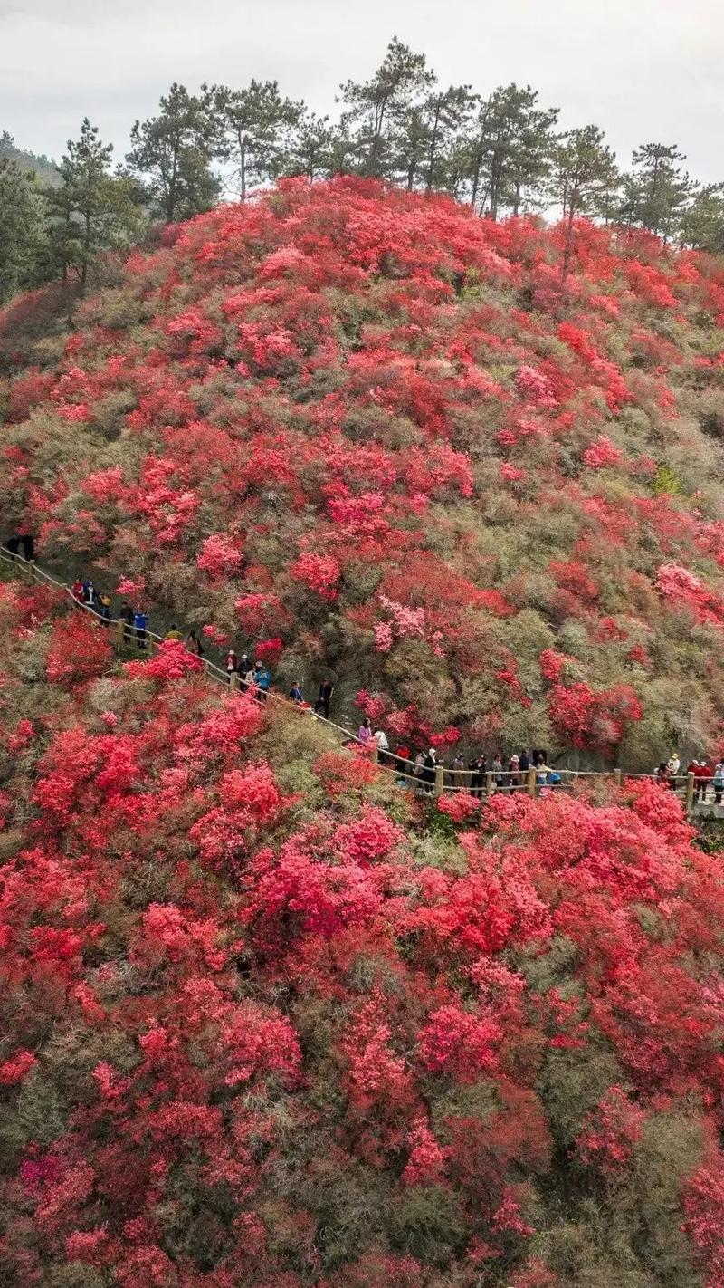 武汉云雾山风景区电话-图3