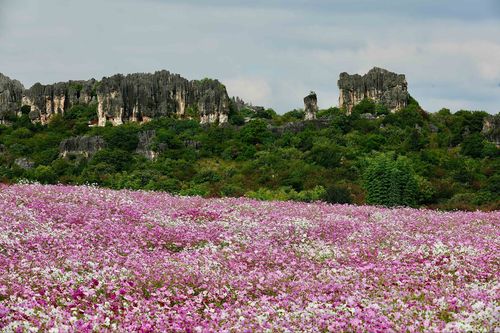 乃古石林风景区-图1