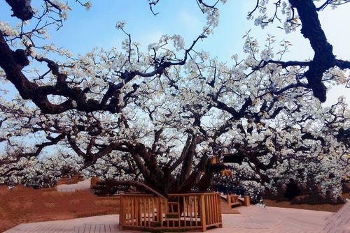 梨树王风景区-图2