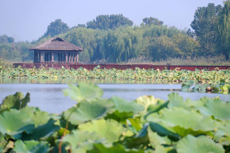 大芦湖风景区-图1