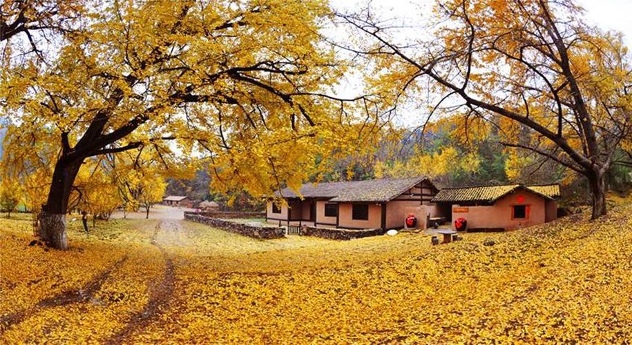 随州银杏谷风景区-图1