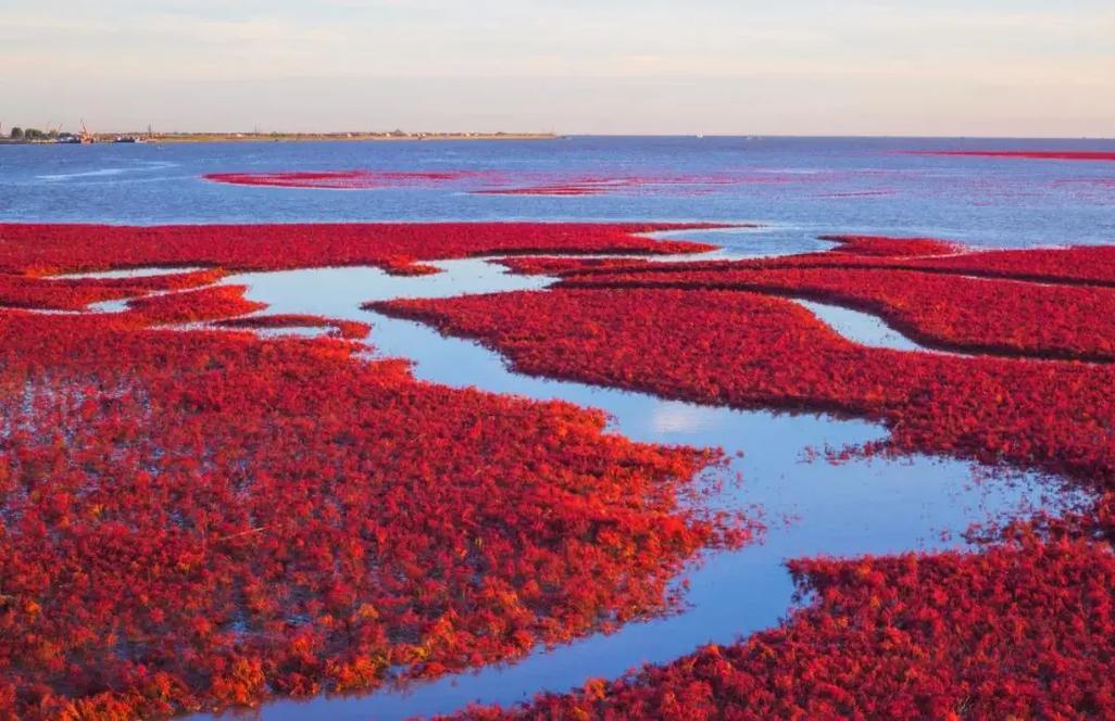 盘锦红海滩风景区电话-图2