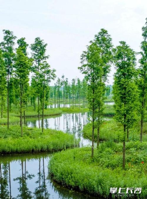 长沙湖自然生态风景区-图1