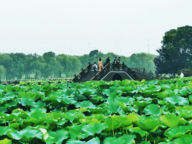 增城荷塘月色风景区-图2