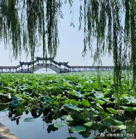 增城荷塘月色风景区-图1