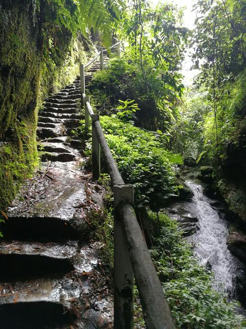 自贡桫椤谷风景区-图1