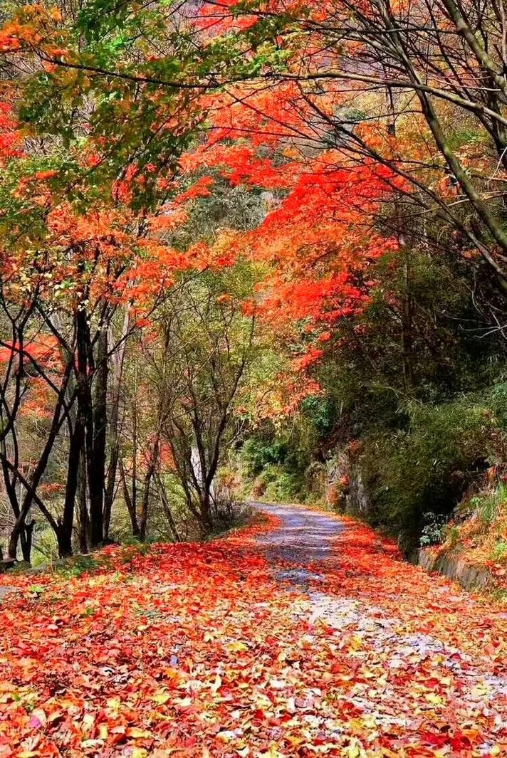 光雾山风景区电话-图3