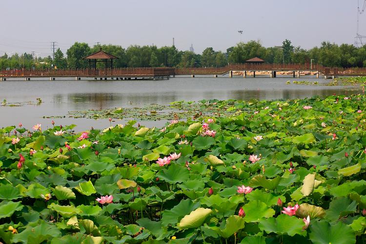 贾汪凤鸣湖风景区-图1