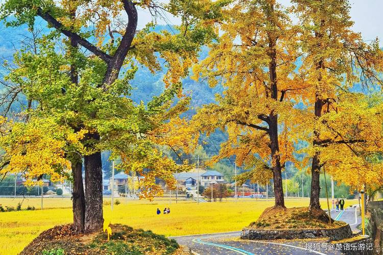 银杏风景区-图3