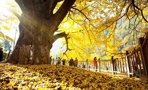 银杏风景区-图2