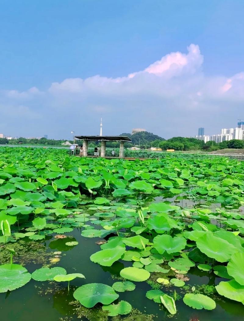 月湖风景区-图2