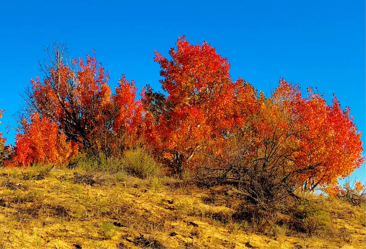 红树林风景区-图1