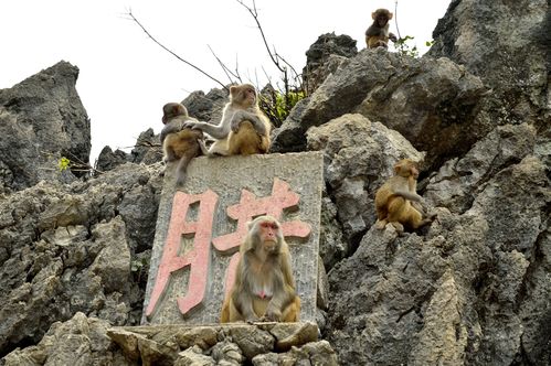 猴山风景区-图3