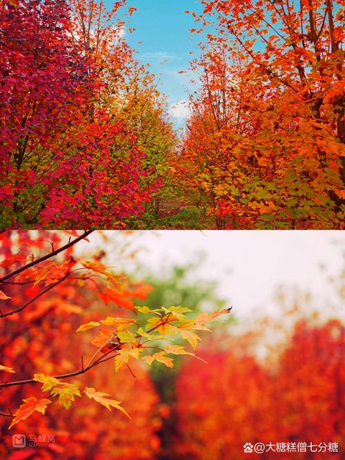 成都周边红叶风景区-图2