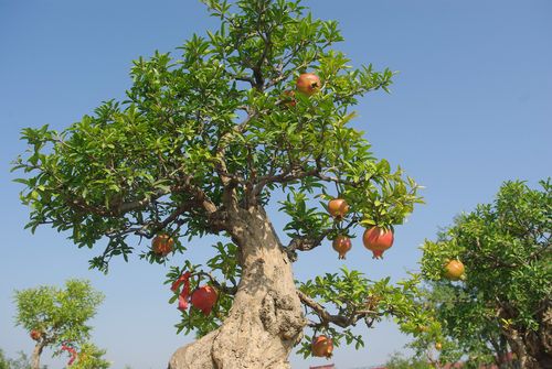 河阴石榴风景区-图2