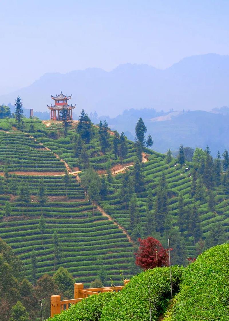 蒙顶山风景区-图2