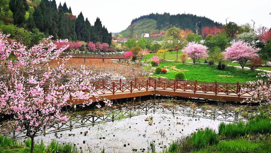 遵义樱花谷风景区-图2