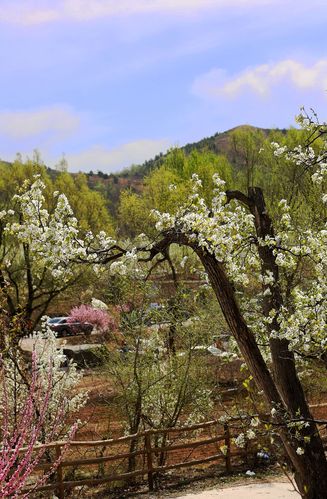 梨花沟风景区-图3