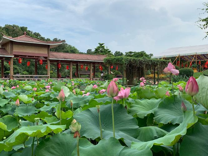 荷花山风景区-图2