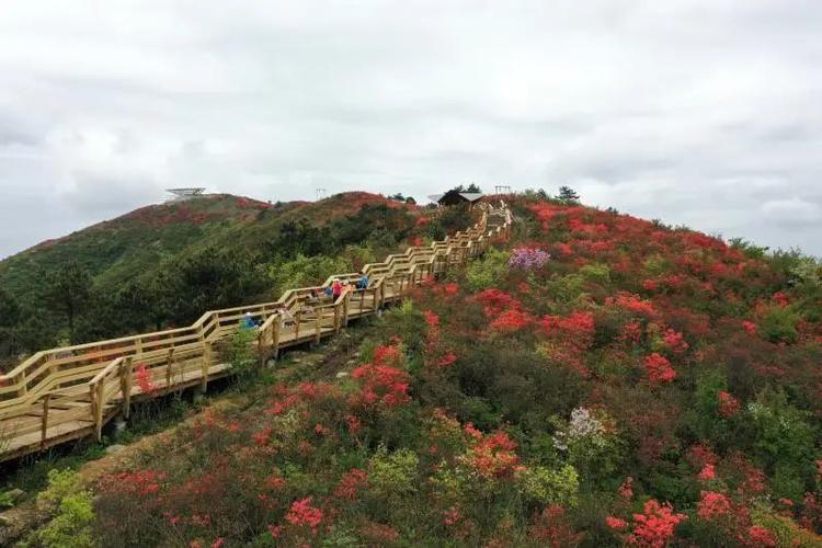 龙游月月红风景区-图2